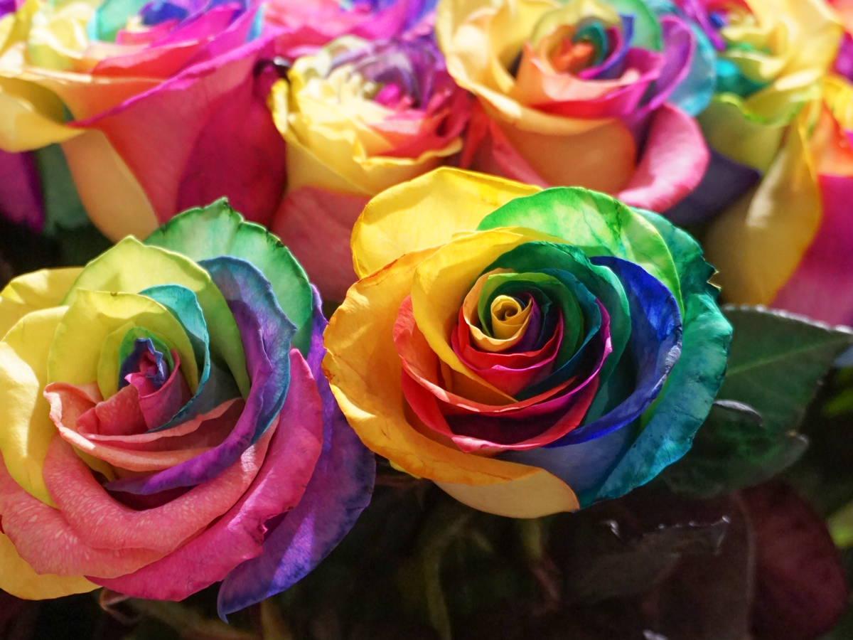 Rozes | Rosa | + varianti |