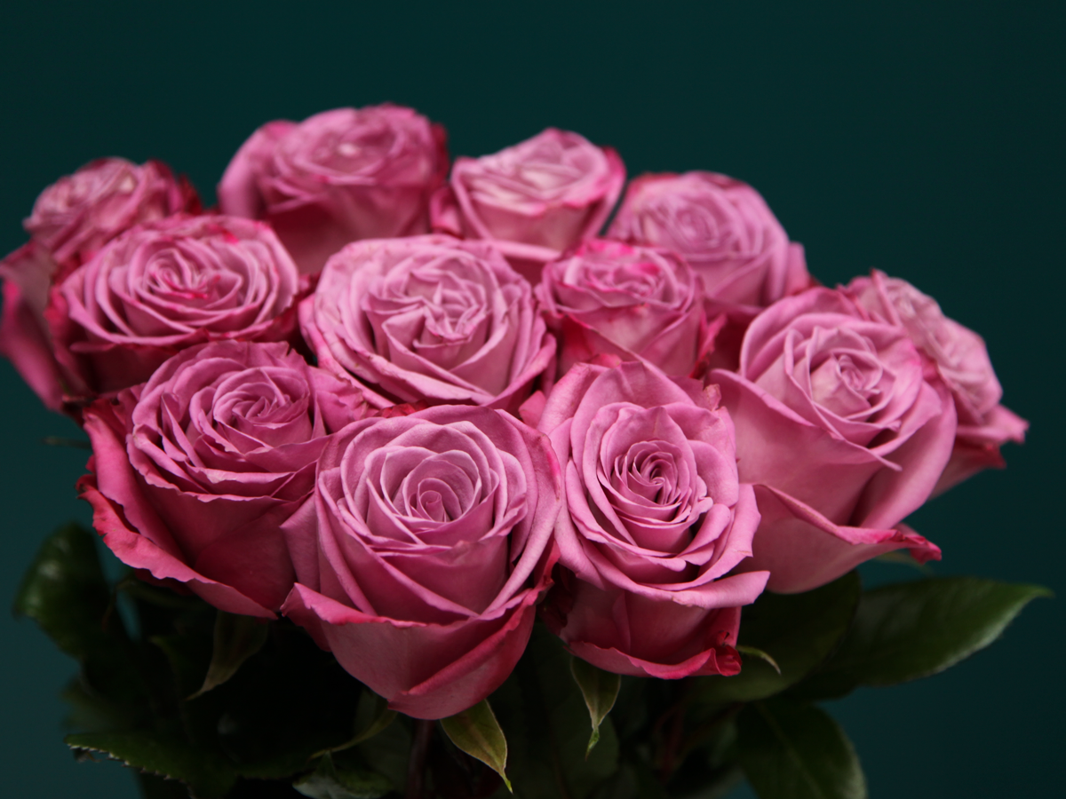 Rozes | Rosa | + varianti |
