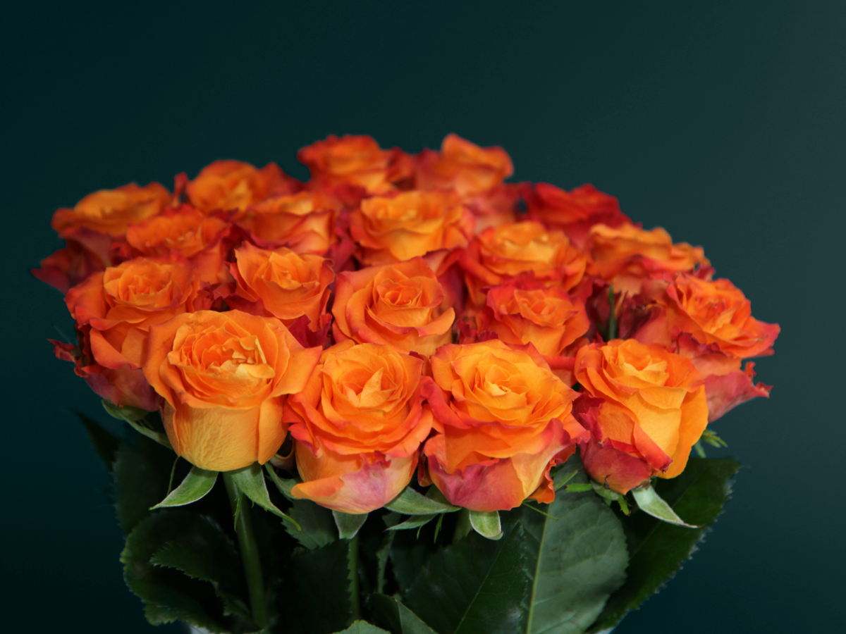 Rozes | Rosa | + varianti |