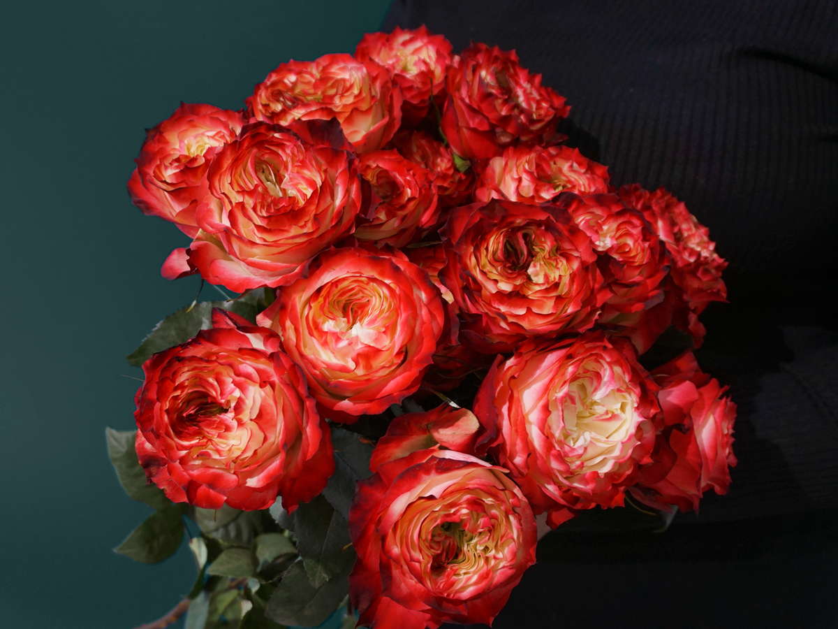 Rozes | Rosa | + varianti |