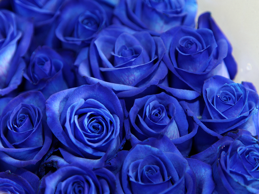 Rozes | Rosa | + varianti |