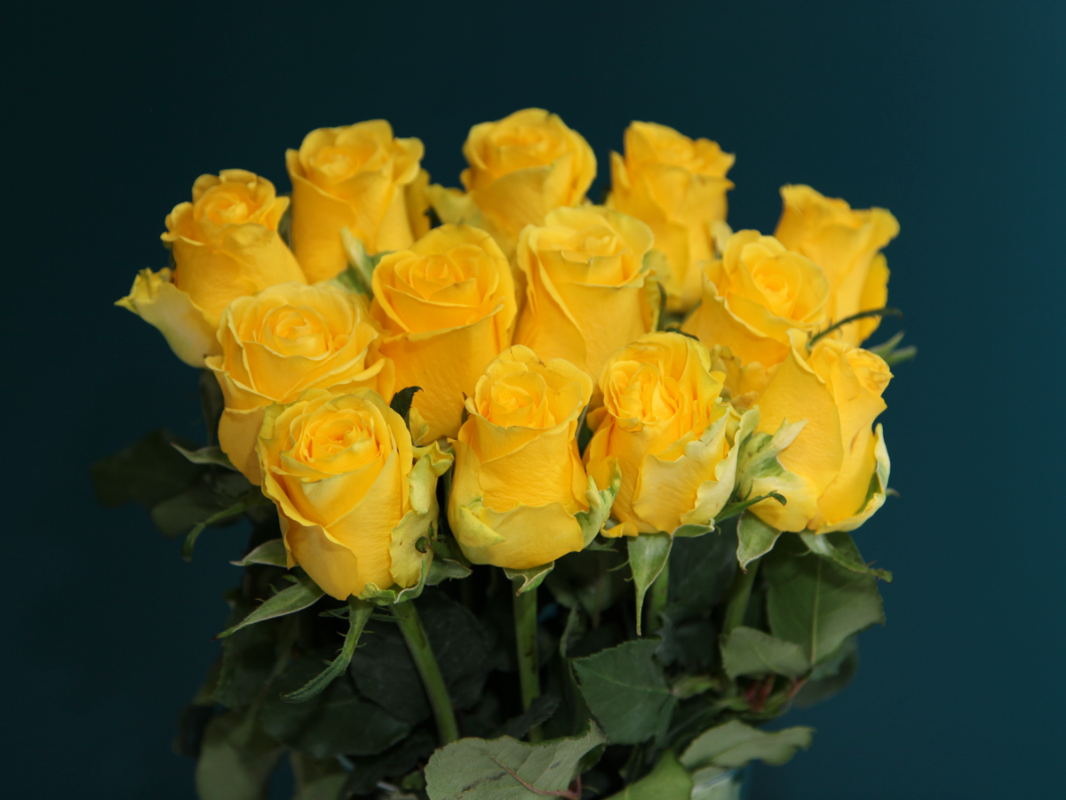 Rozes | Rosa | + varianti |