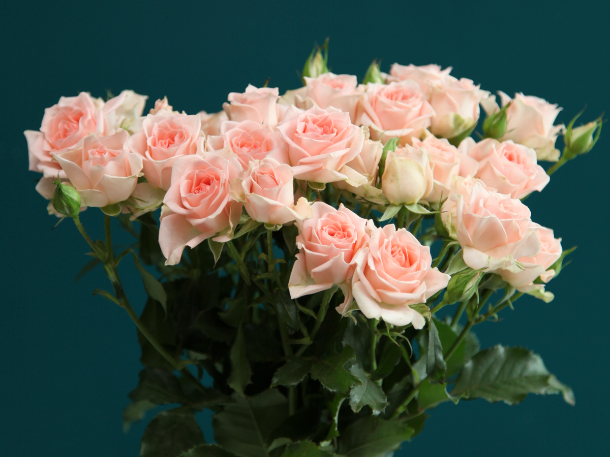 Krūmrozes | Rosa rugosa | + varianti |