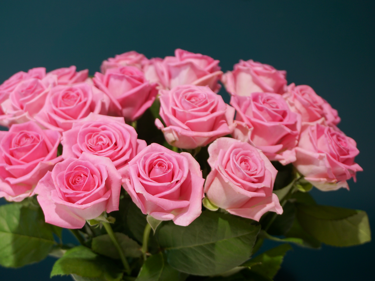 Rozes | Rosa | + varianti |