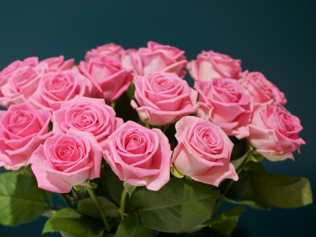 Roses | Rosa | + variants |