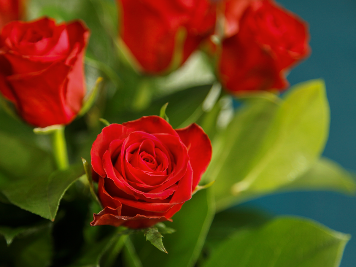 Rozes | Rosa | + varianti |