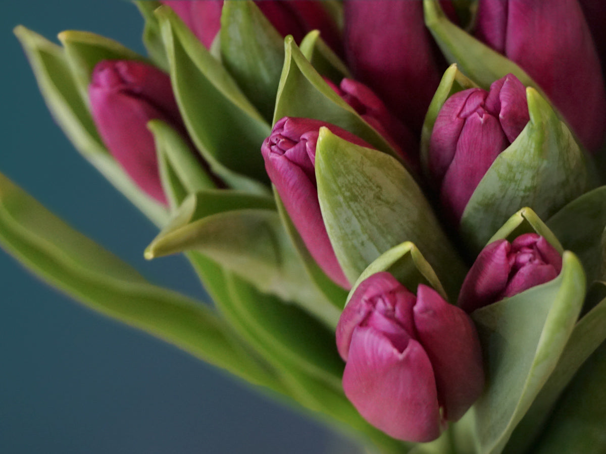 Tulips Tulipa |