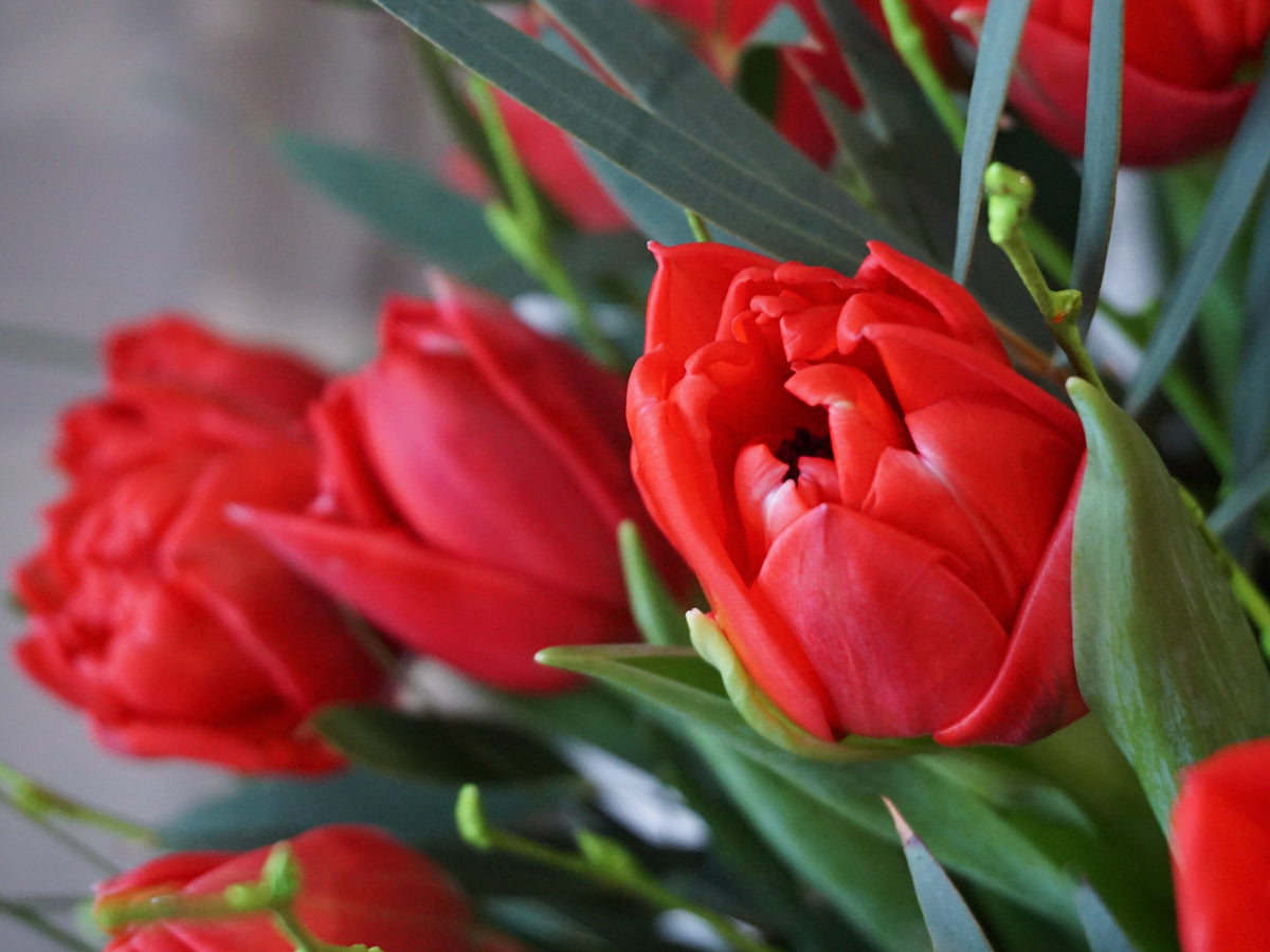 Bouquet of tulips 01 |